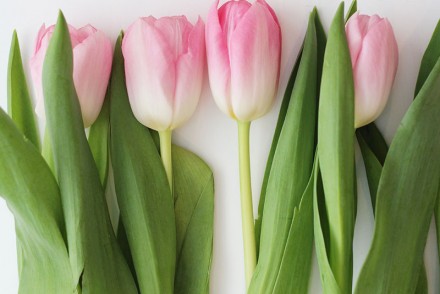 Shopbop-25-sale-alert